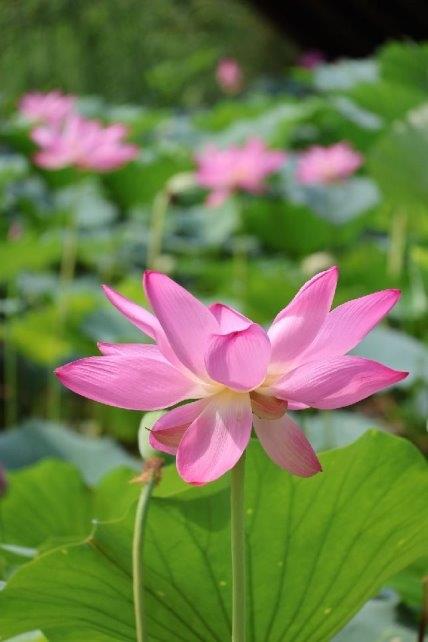 马刺签哈里斯+尚帕尼：价廉物美